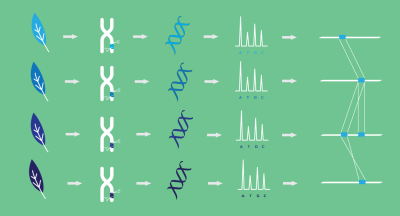 Large DNA fragment capture diagram 400px